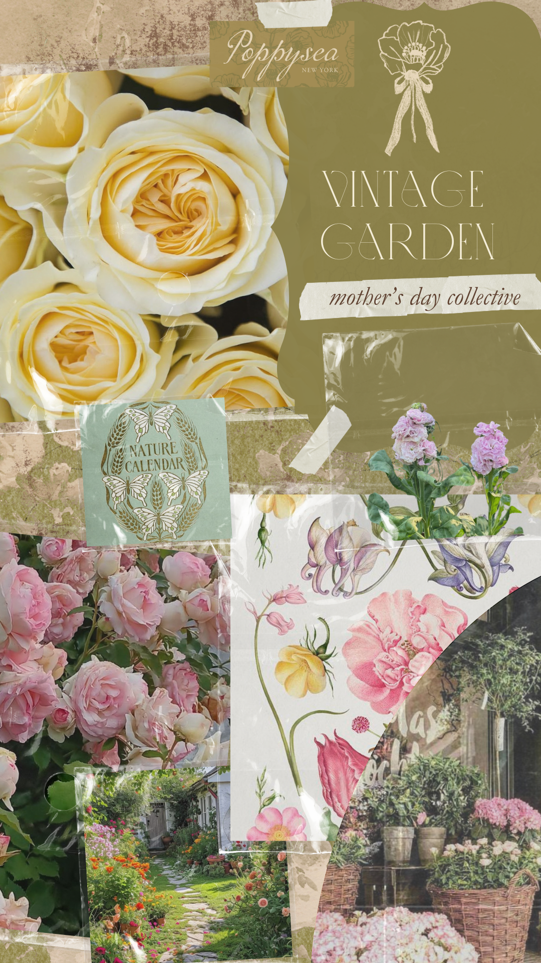 A dozen times over | reflexed roses